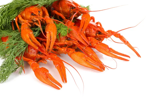 Tasty boiled crayfishes with fennel isolated on white — Stock Photo, Image