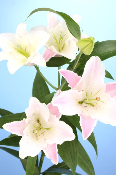 Beautiful lily on blue background — Stock Photo, Image