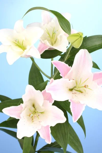 Schöne Lilie auf blauem Hintergrund — Stockfoto