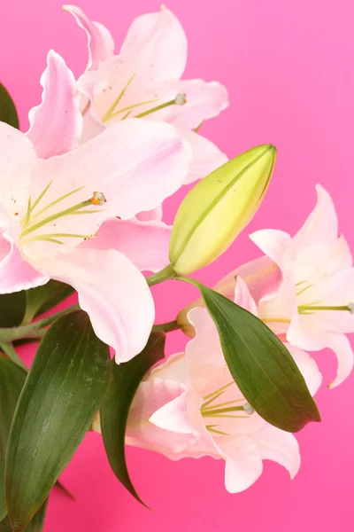 Hermoso lirio sobre fondo rosa —  Fotos de Stock