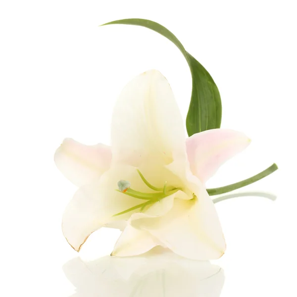 Krásná lilie květiny izolované na bílém — Stock fotografie