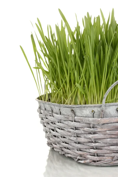 Groen gras in mand geïsoleerd op wit — Stockfoto