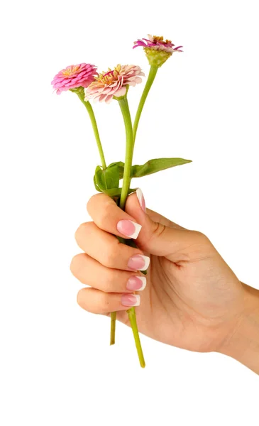 Rosa Blumen mit Frauenhänden auf weißem Hintergrund — Stockfoto