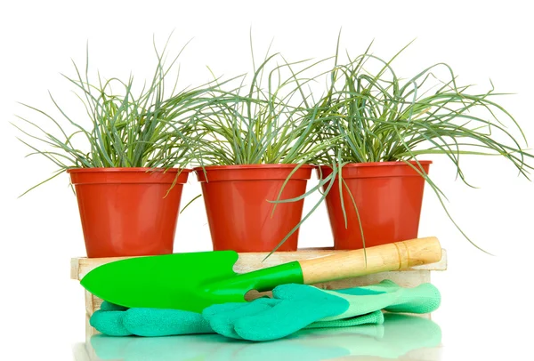 Pots with seedling isolated on white — Stock Photo, Image