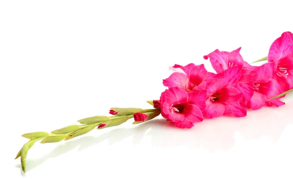 Mooie roze gladiolen, geïsoleerd op wit — Stockfoto