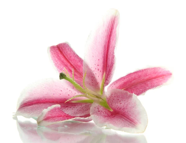 Beautiful pink lily, isolated on white — Stock Photo, Image