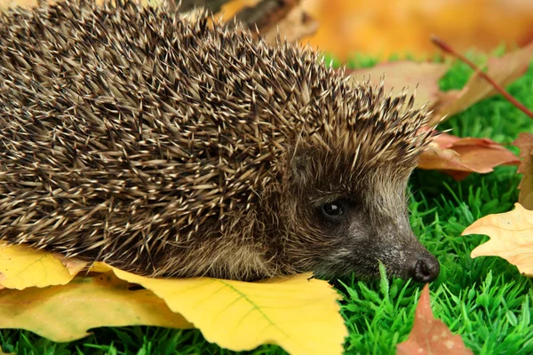 Riccio su foglie di autunno in foresta — Foto Stock