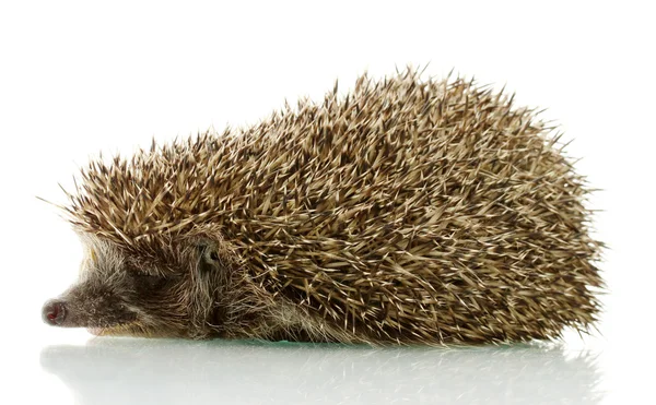 Hedgehog, isolated on white — Stock Photo, Image