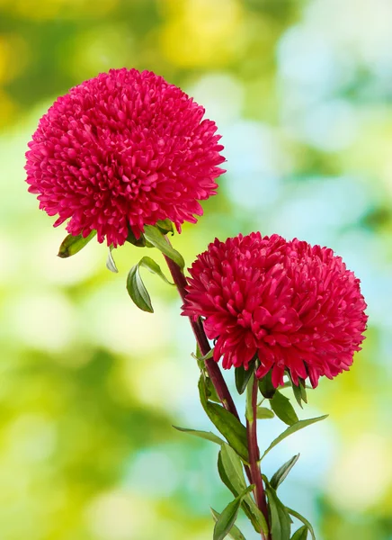 Krásný aster květy na zeleném pozadí — Stock fotografie