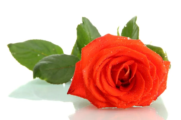 Оранжевая роза изолирована на белом — стоковое фото