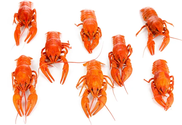 Crayfishes 흰색 절연을 삶은 맛 있는 — 스톡 사진