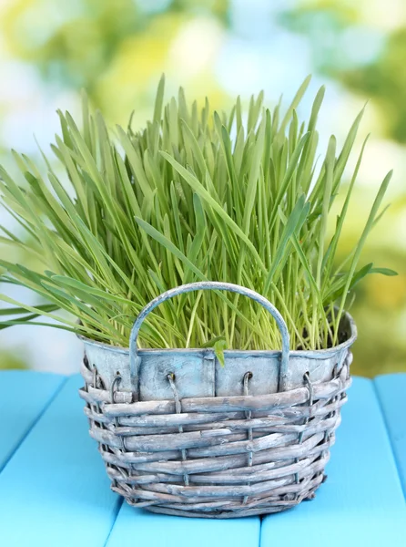 Green grass in basket on wooden table on bright background — Stock Photo, Image