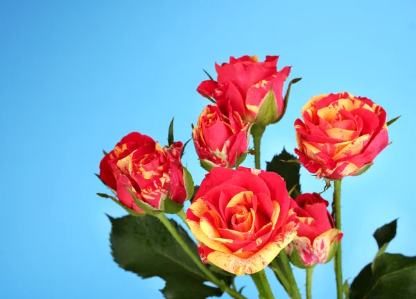 Beautiful red-yellow roses on blue background close-up — Stock Photo, Image