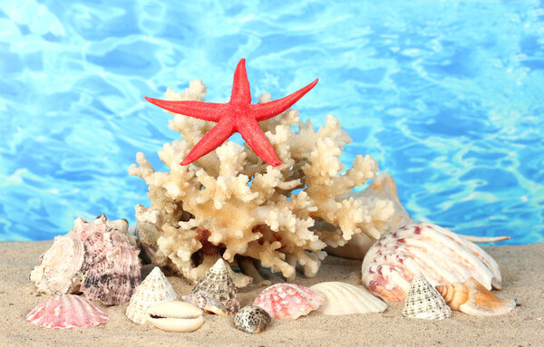 Sea coral with shells on water background close-up