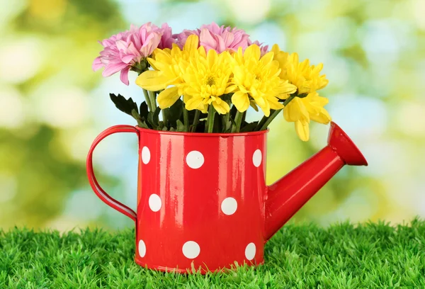 Colorful chrysanthemums in red watering can with white polka dot on green b — Stock Photo, Image