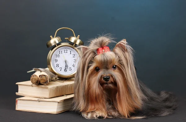 Vakker yorkshire terrier omgitt av antikviteter på fargerik bakgrunn – stockfoto