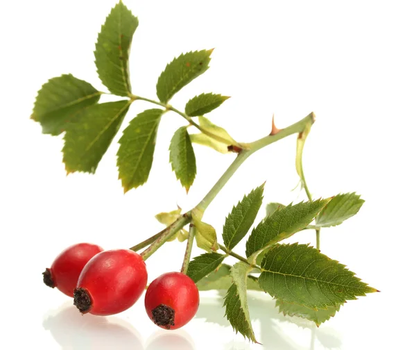 Ripe hip roses on branch with leaves, isolated on white — Stock Photo, Image