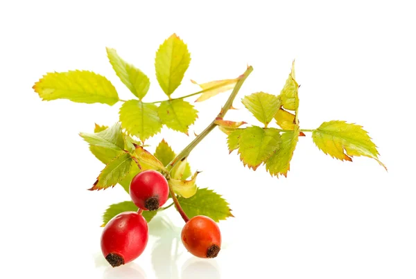 Ripe hip roses on branch with leaves, isolated on white — Stock Photo, Image