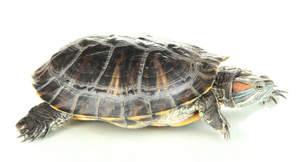 red ear turtle isolated on white