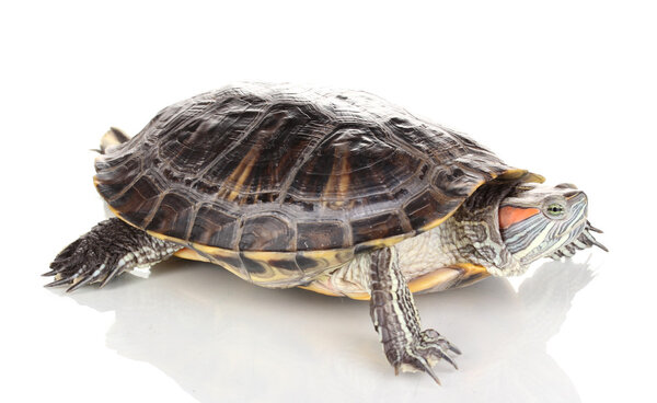 red ear turtle isolated on white