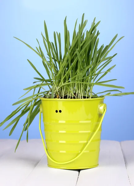 Green grass in bucket on wooden table on blue background — Stock Photo, Image