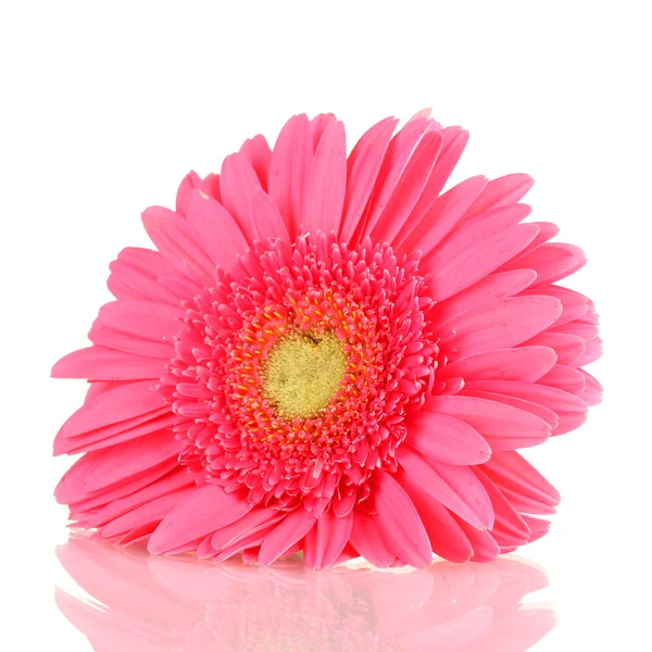 Roze gerbera geïsoleerd op wit — Stockfoto