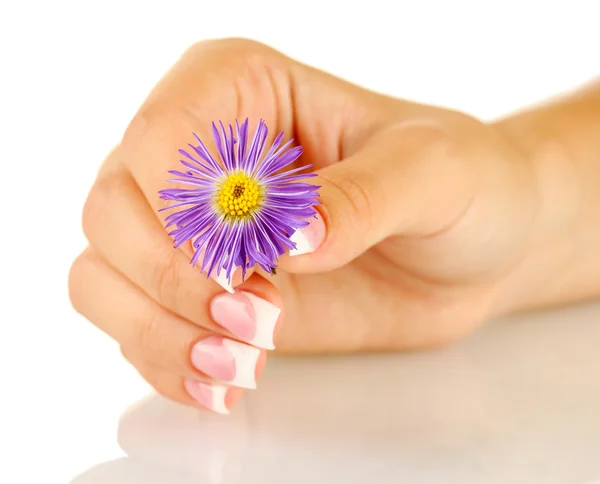 Purple chrysanthemum with woman's hand on white background — Stock Photo, Image