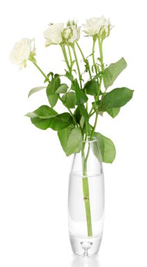 Cam Vazoda beyaz izole güzel güller
