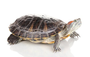 beyaz izole kırmızı kulak kaplumbağa