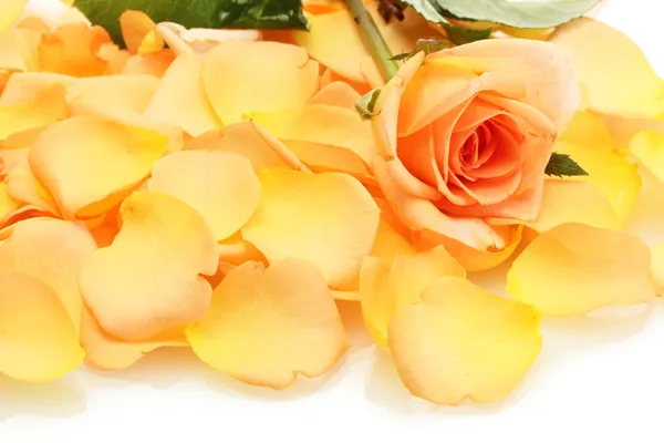 Schöne orangefarbene Rosenblätter und Rose isoliert auf weiß — Stockfoto