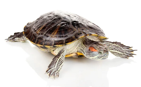 Rød øreskildpadde isoleret på hvid - Stock-foto