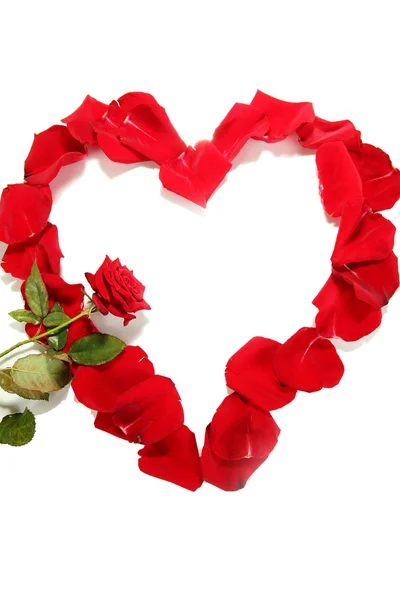 흰색 절연 빨간 장미와 빨간 장미 꽃잎의 아름 다운 마음 — 스톡 사진