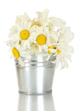 güzel ahşap tabl üzerinde mavi metal kovada daisy kır çiçekleri buketi