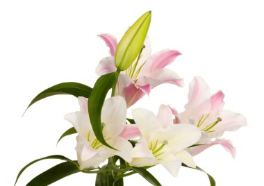 güzel zambak üzerinde beyaz izole