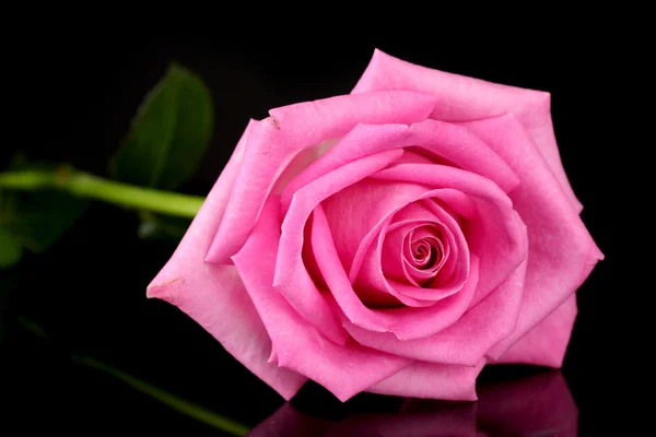 Rosa rosa isolado em preto — Fotografia de Stock