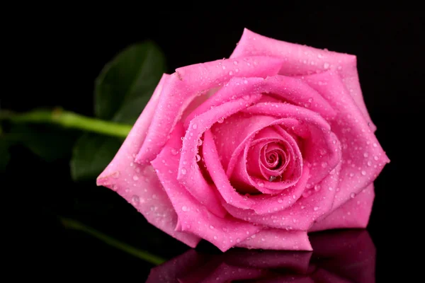 Pink rose with drops isolated on black — Stock Photo, Image