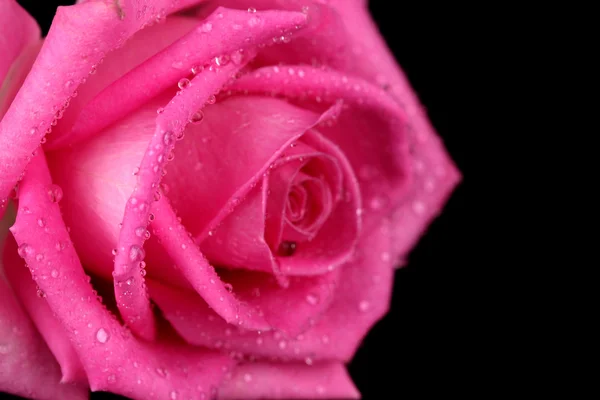 Rosa rosa con gotas aisladas en negro — Foto de Stock