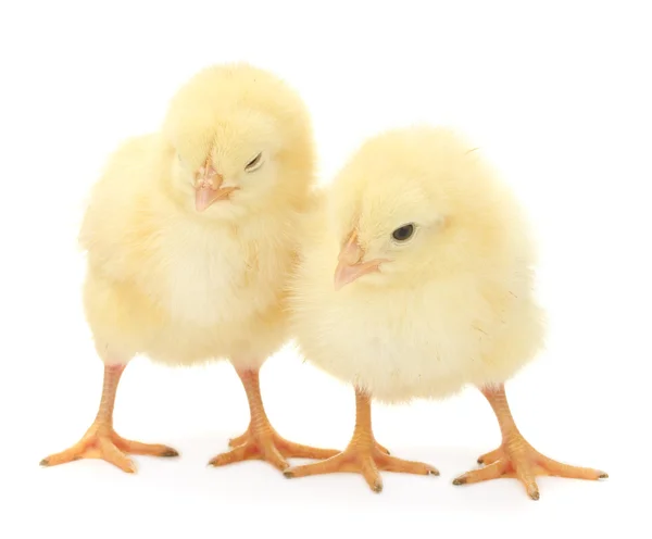 Due piccoli polli gialli isolati sul bianco — Foto Stock