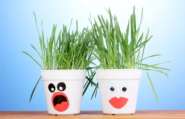 A pots of grass on blue background — Stock Photo, Image