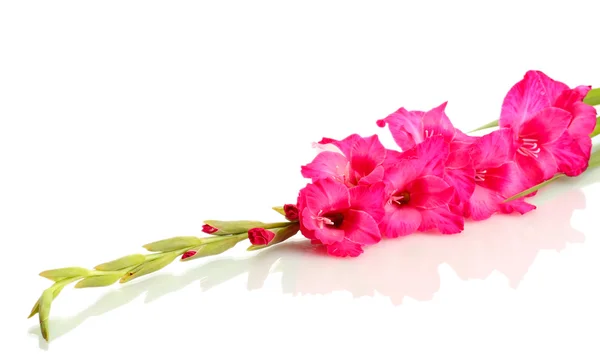 Beautiful pink gladiolus, isolated on white — Stock Photo, Image