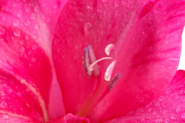 Belo gladíolo rosa, close-up — Fotografia de Stock