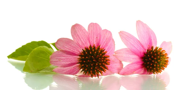 Purpurfarbener Echinacea, isoliert auf weiß — Stockfoto