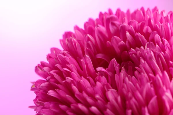 Beautiful aster flower, on pink background — Stock Photo, Image
