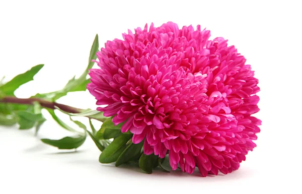 Pink aster flower, isolated on white — Stock Photo, Image