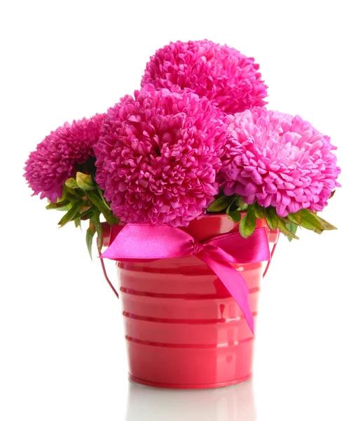 Pink aster flowers in pail, isolated on white — Stock Photo, Image