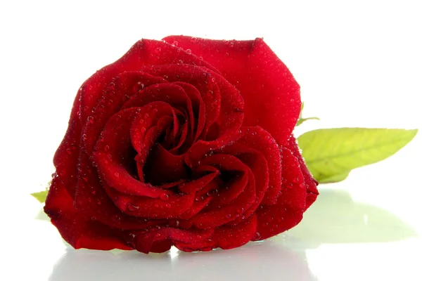 Rosa rossa isolata su bianco — Foto Stock