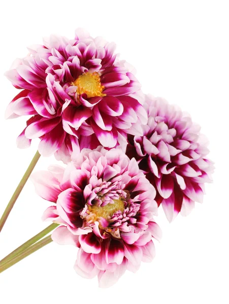 Krásné fialové květy izolované na bílém — Stock fotografie