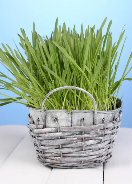Zelené trávě v koši na dřevěný stůl na modrém pozadí — Stock fotografie