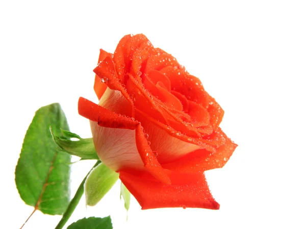 Orange rose isolated on white Stock Picture
