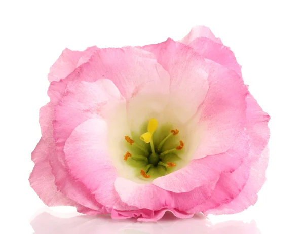 Flor eustoma rosa isolado em branco — Fotografia de Stock